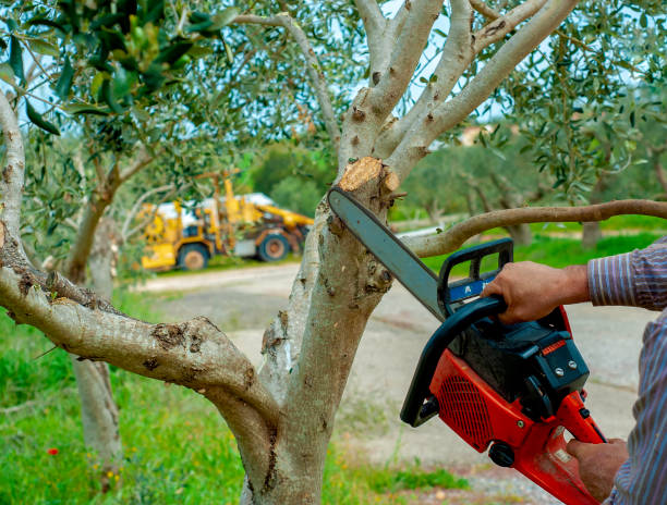 Professional Tree Service in Innsbrook, VA